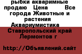 рыбки акваримные продаю › Цена ­ 30 - Все города Животные и растения » Аквариумистика   . Ставропольский край,Лермонтов г.